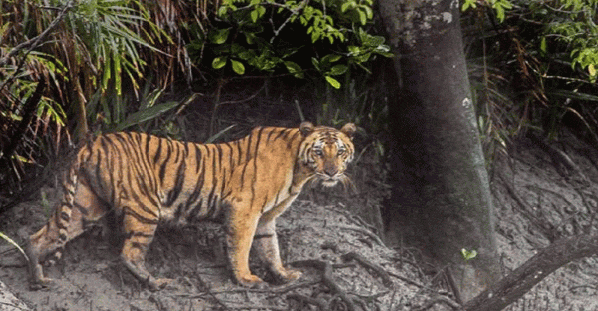 জুড়ীতে বাঘের আতঙ্ক: রাত জেগে পাহারা দিচ্ছেন স্থানীয়রা