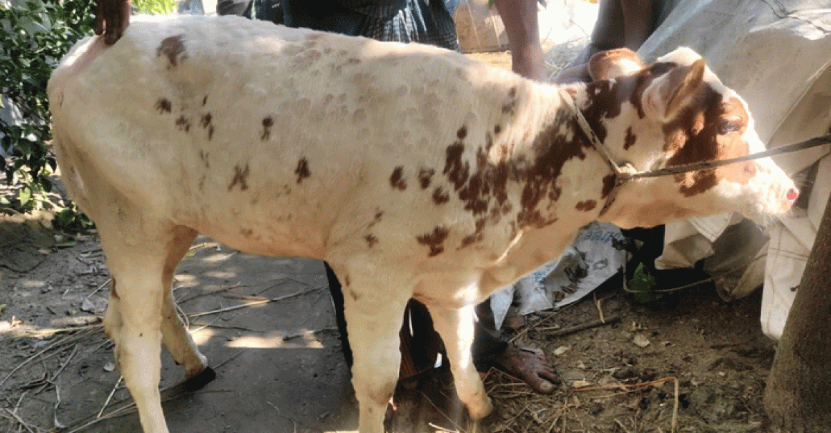 মুরাদনগরে গরুর লাম্পি স্কিন রোগে খামারিদের চোখে দুশ্চিন্তার ভাঁজ